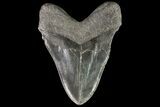 Serrated, Fossil Megalodon Tooth - Georgia #76470-2